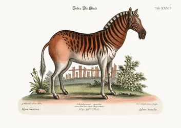 Naisseepra, 1749-73